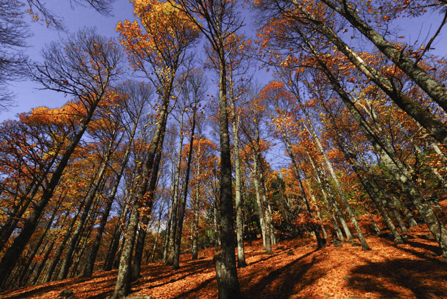 Taller de Fotografía de Naturaleza y Paisajes de otoño